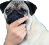 1180_thinkingpug.png